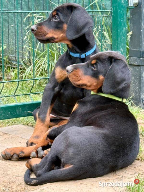Szczenięta dobermana Championie z doskonałym Doberman Lublin