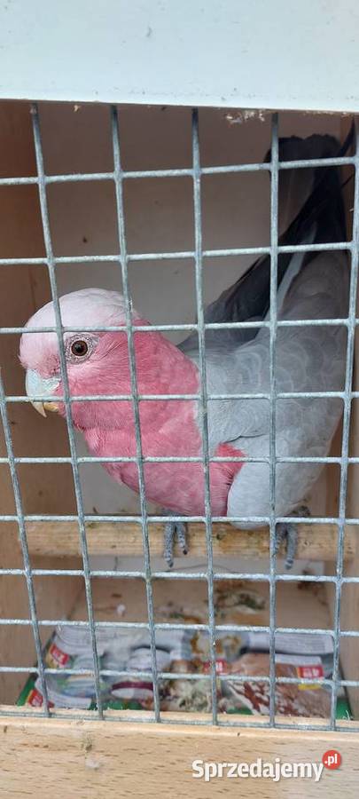 Kakadu różowe samica 2023 Wodzisław Śląski