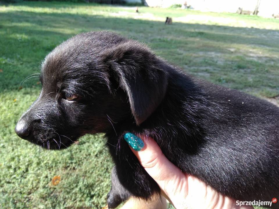 sprzedam małe pieski mazowieckie