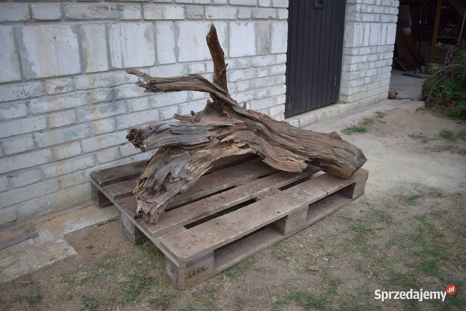 Niepowtarzalny korzeń ozdobny do ogrodu Pozostałe Połaniec sprzedam