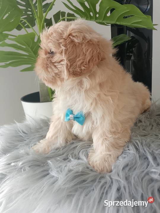 Unikatowy piesek rasy ShihTzu