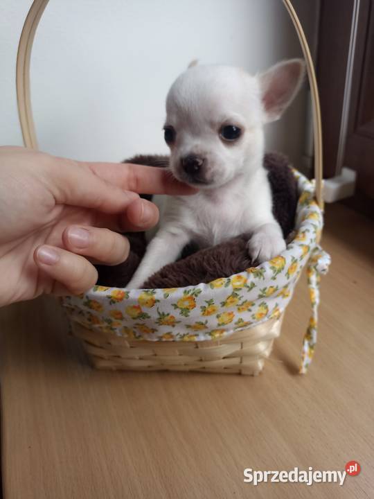Suczka biała chihuahua krótkowłosa rodowód