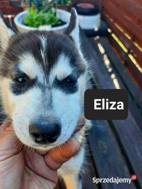 Szczeniaki syberiany husky Reda