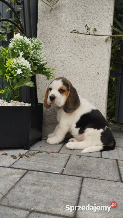 BEAGLE ŚLICZNE SUNIE I PIESKI DO ODBIORU