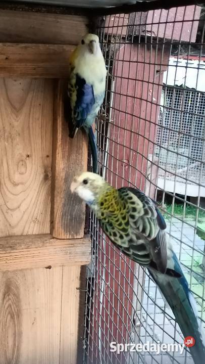 Rozella Bladoglowa Rybnik