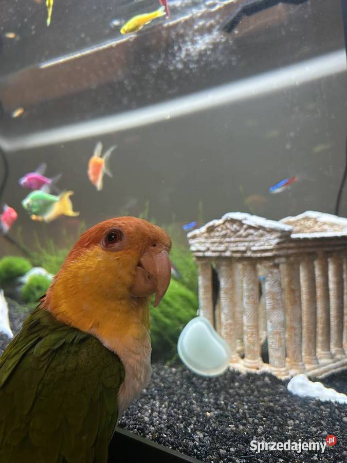 Barwinka białobrzucha wielkopolskie Poznań