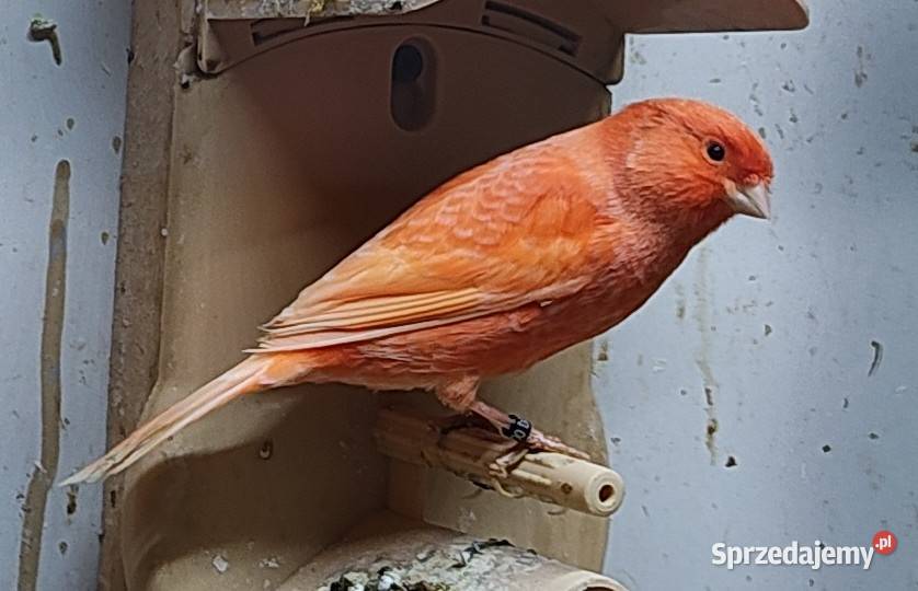 Kanarek kanarki samce czerwone Kępno