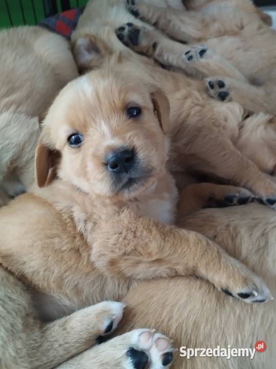 Cudowne Golden Retrievery Szukają nowych Golden Retriever Strzyżewice