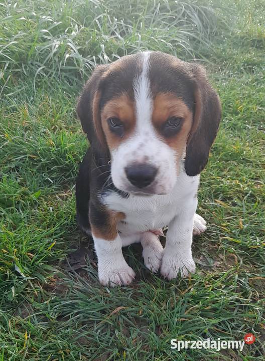 Szczeniak Beagle 9 tygodniowy z rodowodem z Śrem