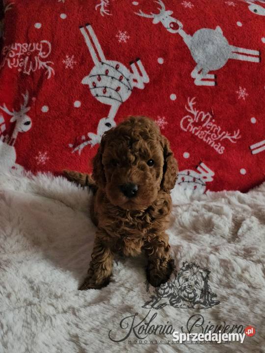 Pudel ToyMiniatura pakiet badań genetycznych Pozostałe Sędziejowice