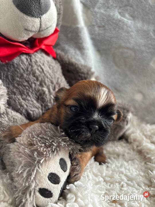 ShihTzu suczka odbiór w grudniu Strzelce Opolskie