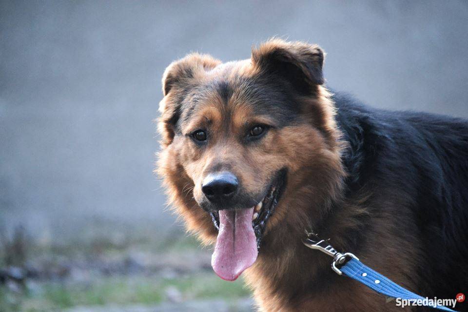 Hektor mieszany owczarek do ADOPCJI Oleśnica