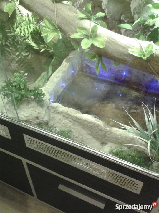 Terrarium legwana iguany duże ozdoba domu lokalu Przemyśl sprzedam