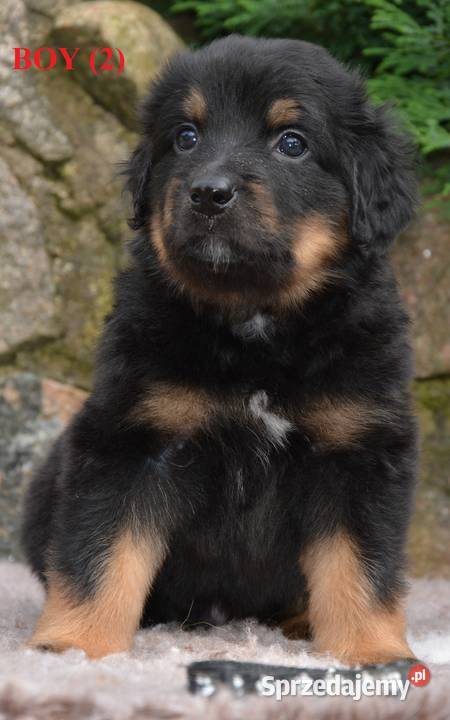 oferujemy szczenięta hovawarta z renomowanego Białystok