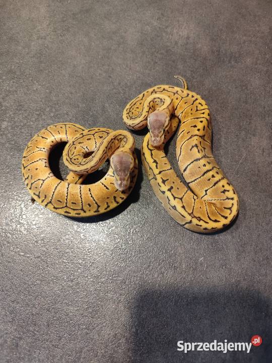 Samiczka Lemonblast Pruszków