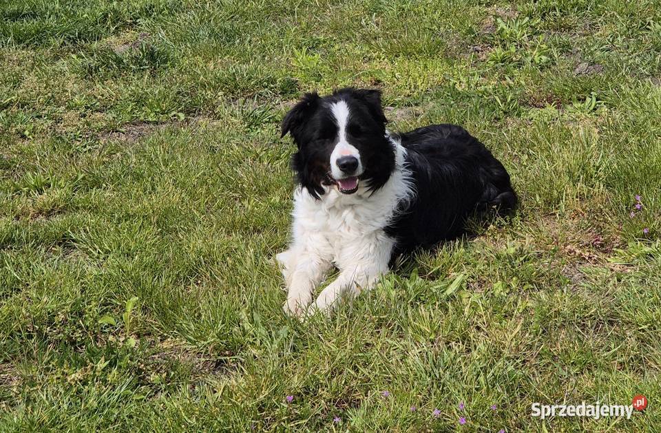 5 letni samiec border collie wykastrowany lubelskie Zamość