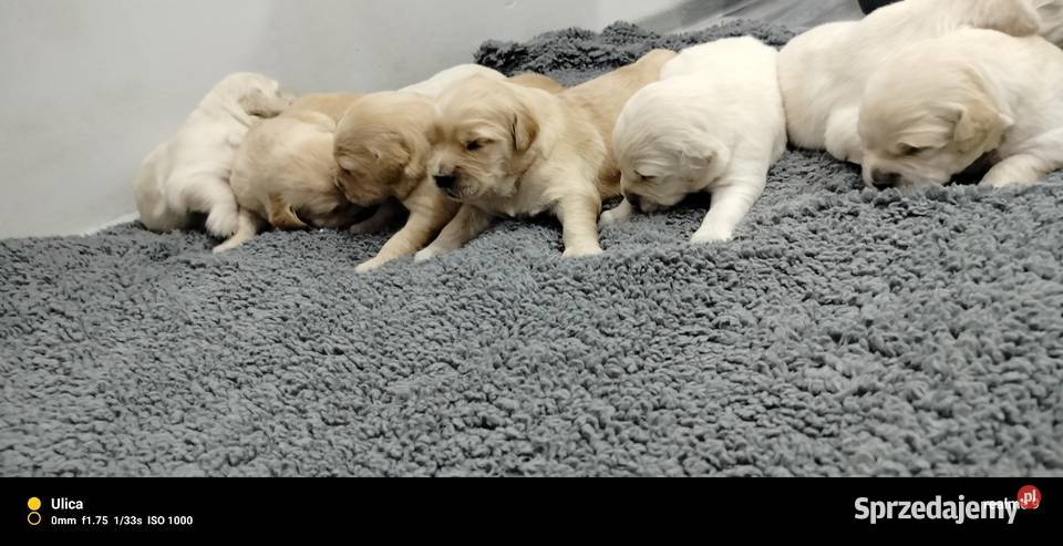 Golden retriever szczenięta Sandomierz