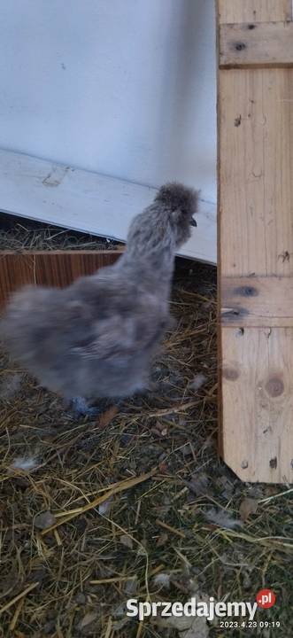 Sprzedam jaja lęgowe Silki Ostrołęka