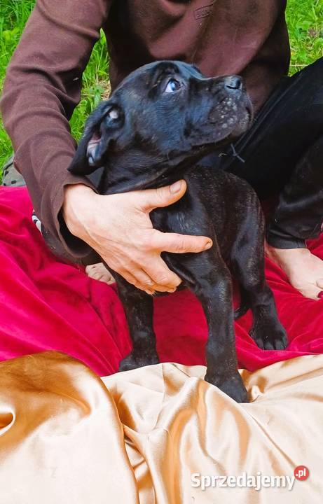 Przepiekny szczeniak Cane Corso Italiano szuka Psy pomorskie