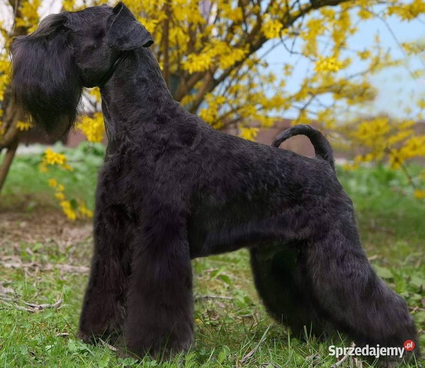 SZNAUCERY MINIATUROWE czarne maluszki z metryką Słomniki