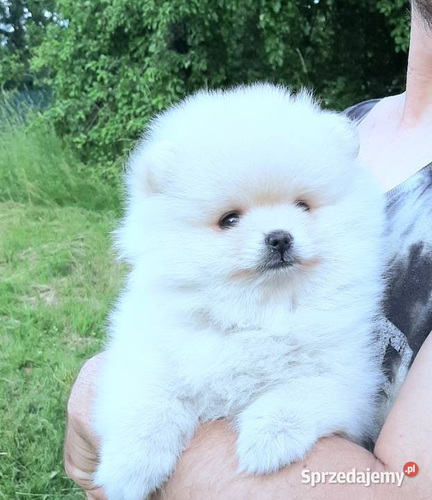 Dziewczynka szpic miniaturowy pomeranian Pabianice