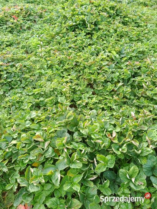 Sadzonki truskawek Lipińskie