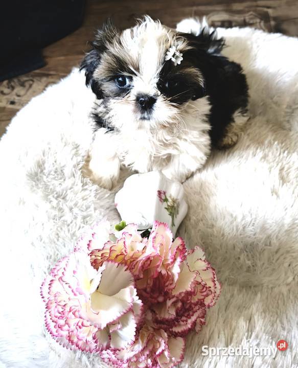 SHIH TZU piesek maleńki FCI Wałbrzych