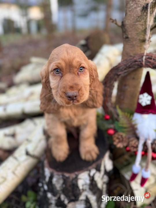 Cudowny piesek Cocker Spaniel Angielski z Cocker Spaniel Psy Kraków