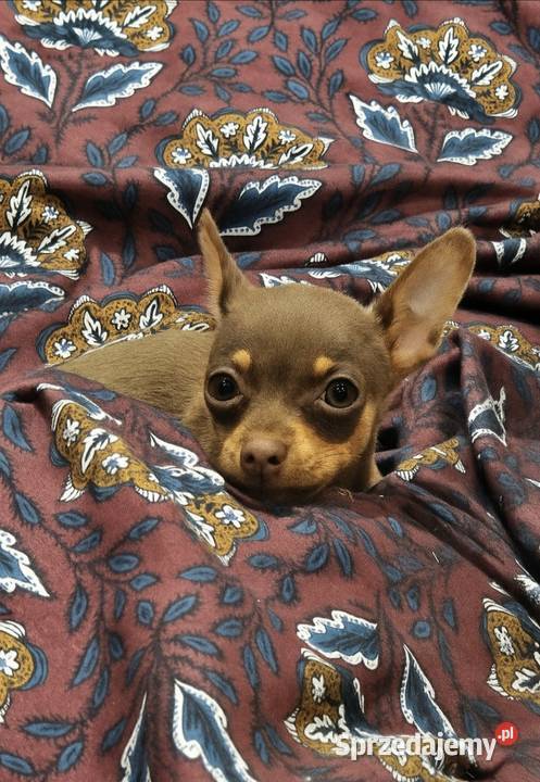 Ratlerek sarenka Kraków sprzedam