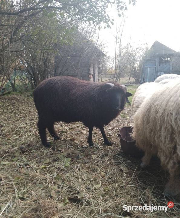 Sprzedam barana Łuków sprzedam