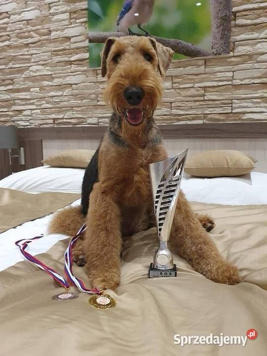 Szczenię Airedale Terrier Mogilno