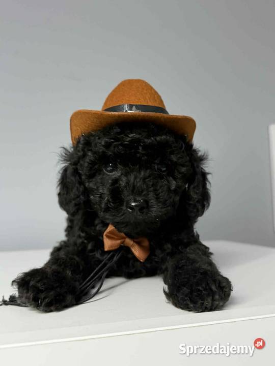 Piesek pudel toy Ełk