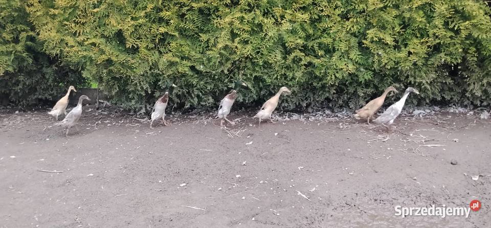 Biegusy indyjskie 2025r Pruchna