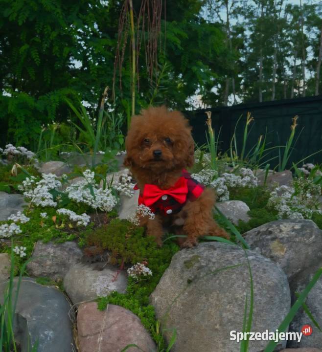 Pudel toy piesek red brown mazowieckie Wyszków