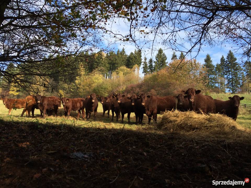 Buhaj Salers na sprzedaż Lubawka