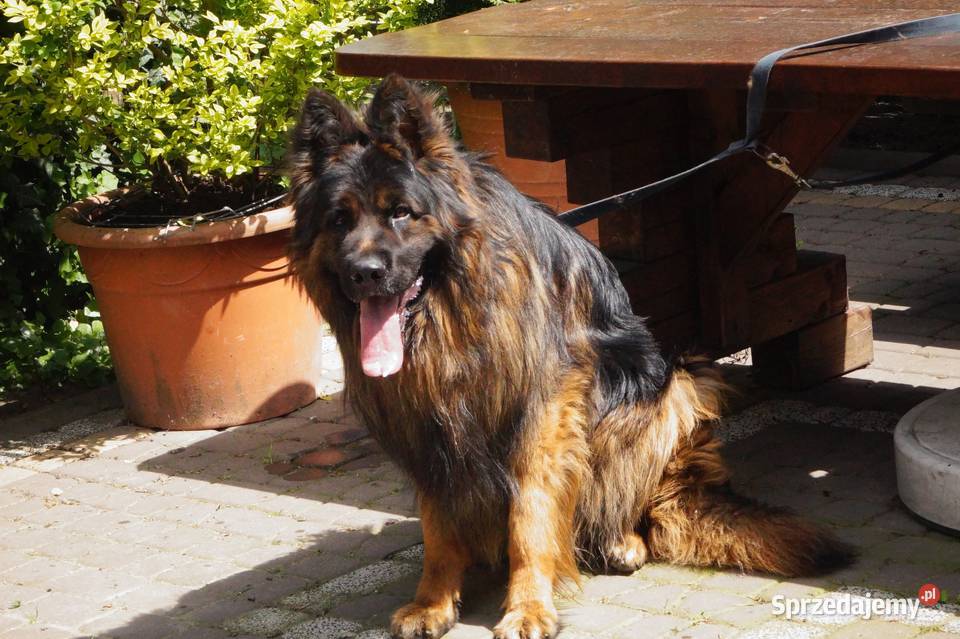 owczarek niemiecki Owczarek Radom sprzedam