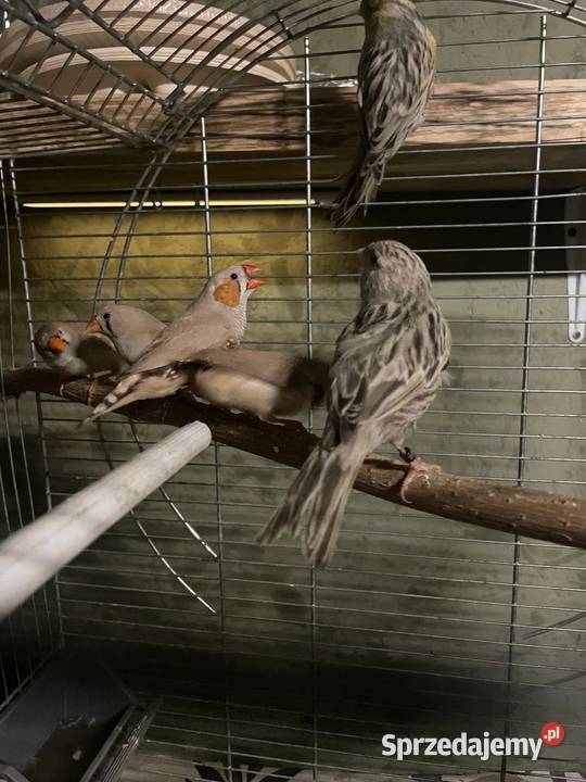 Kanarki glostery zeberki Zwierzęta Lubliniec