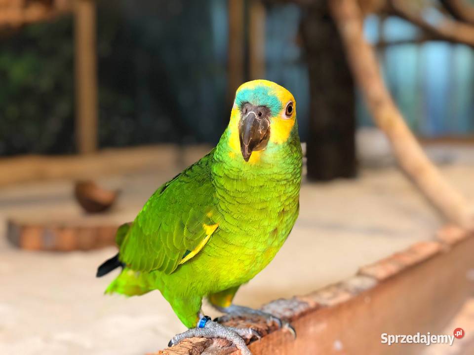 Amazonka niebieskoczelna Ptaki Bukowiec