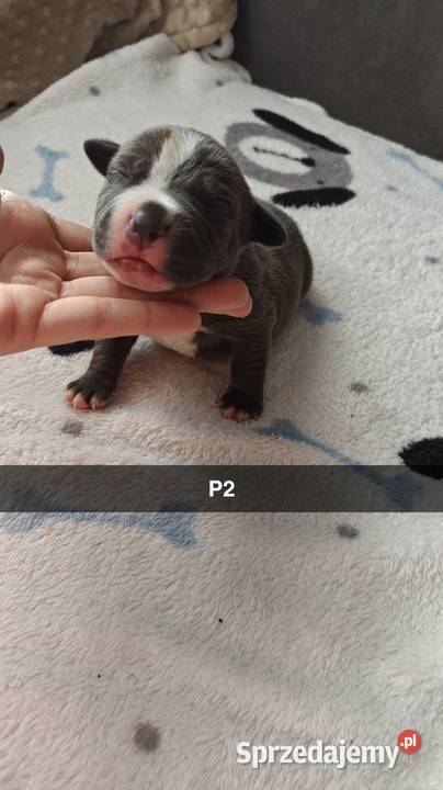 Amstaff Szczeniąta Błękitno Płowe Liliowe Blue Strzałków