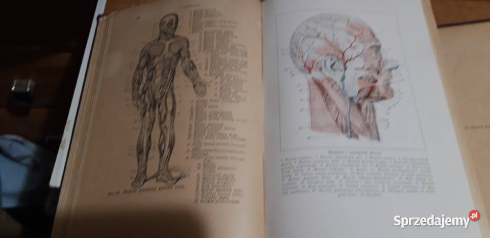 Encyklopedja ŻyciaT12 Rodowski Poznań1930 Iwno