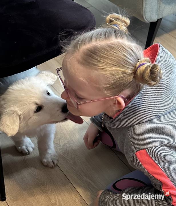 Biały Owczarek Szwajcarski Nowe Prażuchy sprzedam