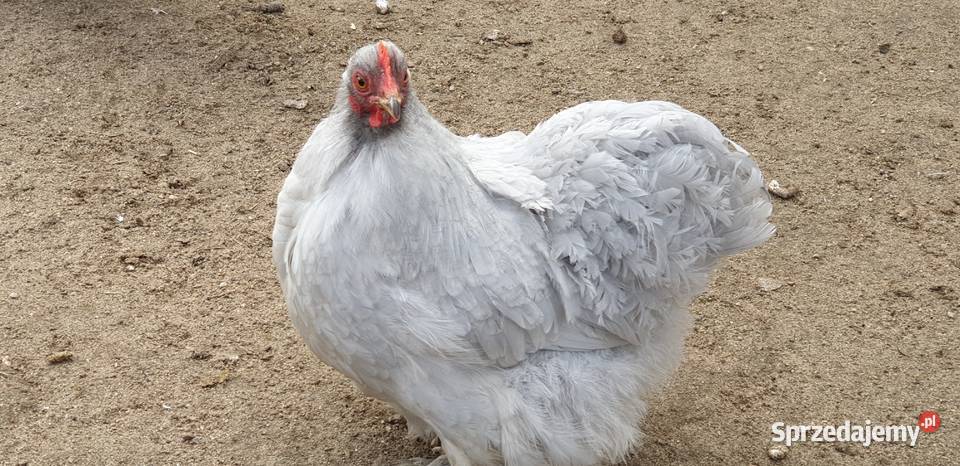 Kochiny Miniaturowe Lawendowe