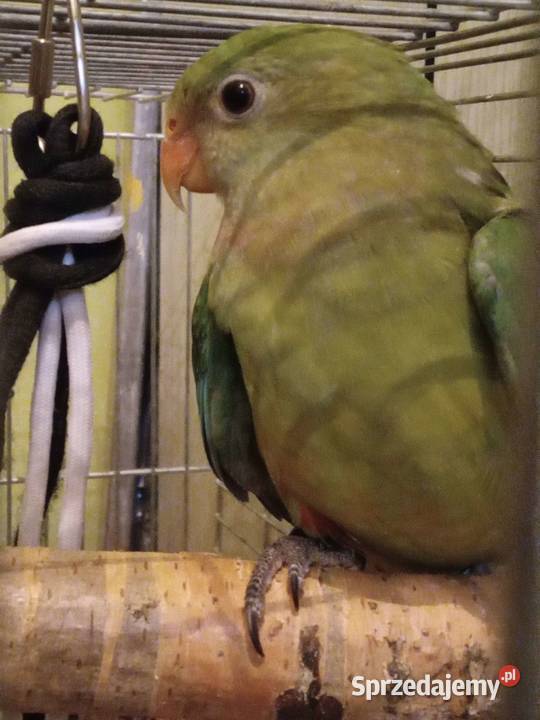 Papuga Barabanda księżniczka tarczowa sprzedam Zielona Góra