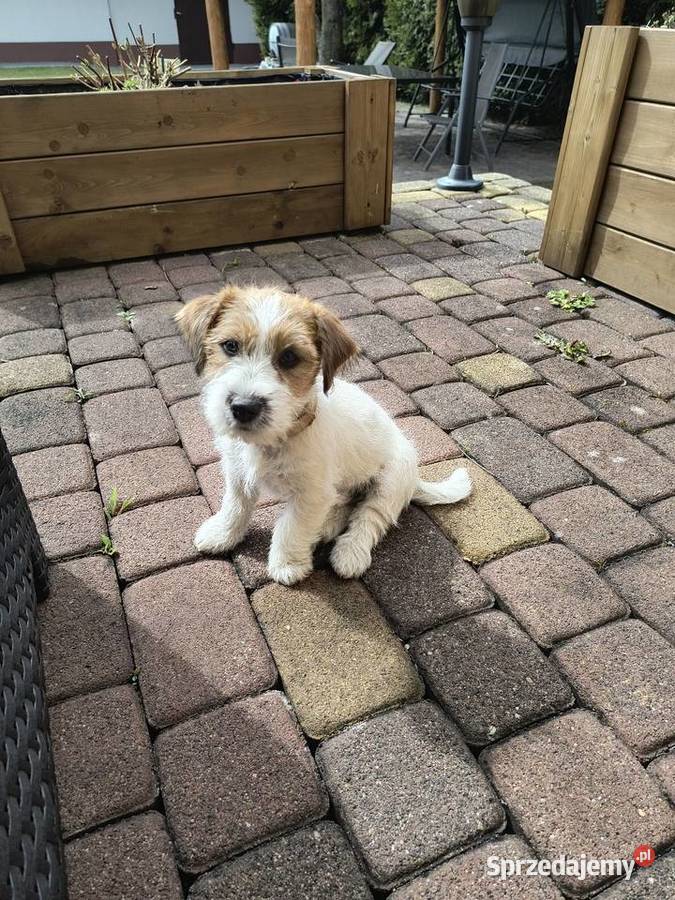 Jack Russell Terrier Nowy Broniszew