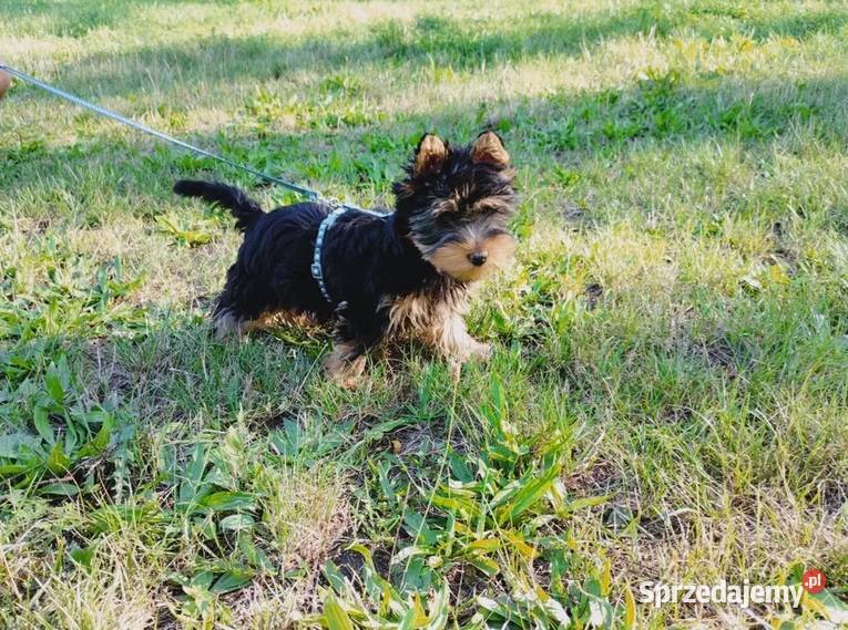 York Terirer Yorki łódzkie Żychlin
