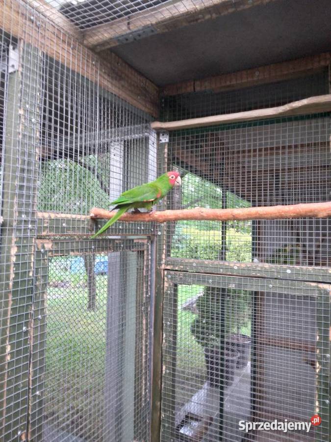 Konura krasnolica 24r Ptaki Prusinowo sprzedam