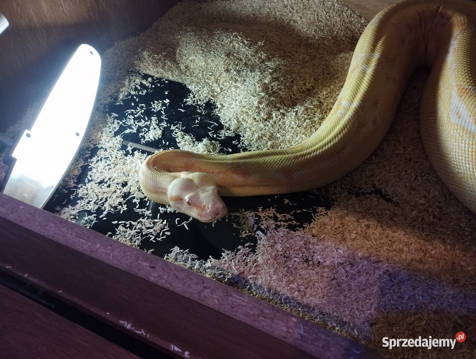 Sprzedam albino kahl pomorskie Starogard Gdański