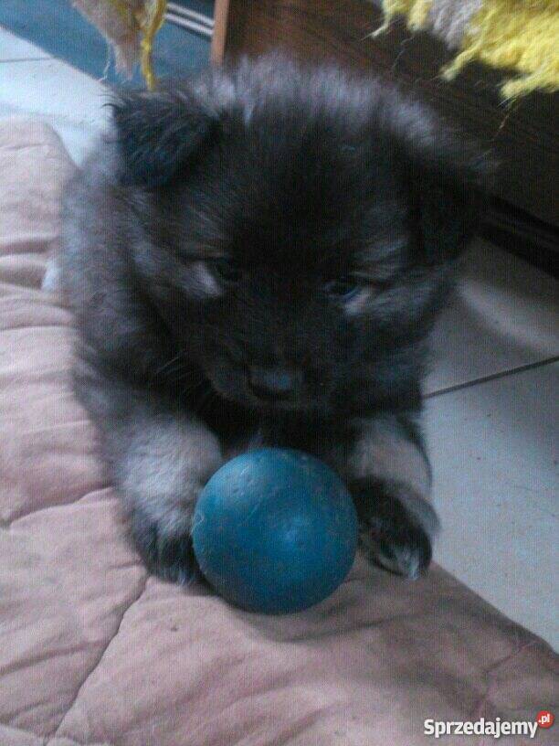 szpic wilczy szpice pomorskie Kościerzyna