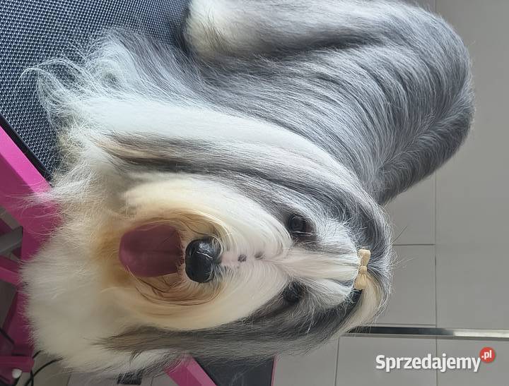 Bearded collie szczeniaki FCI Stargard