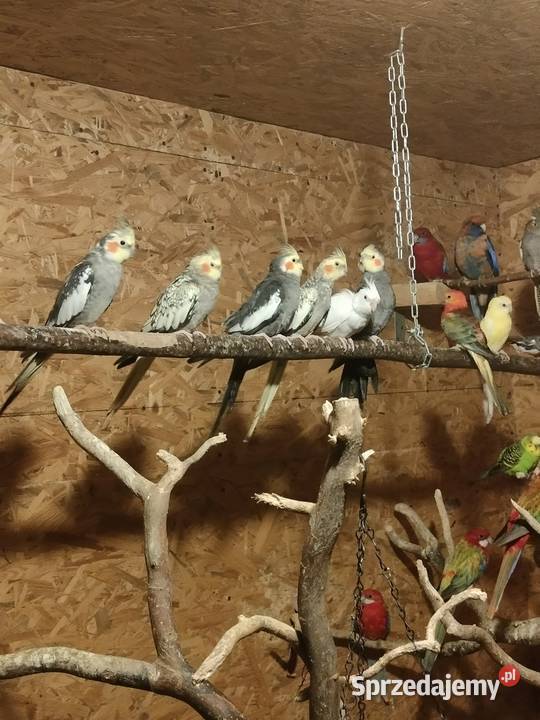 Zeberki i inne Liniewo sprzedam